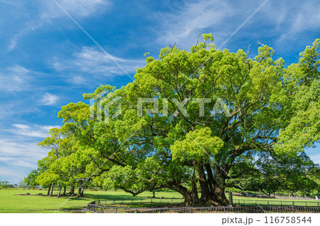 奈良公園の大木　クスノキ 116758544