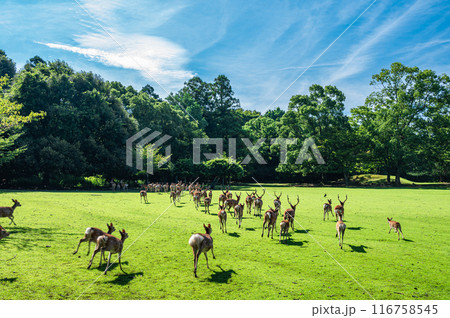 森に走りこむ鹿の群れ　奈良公園飛火野園地　 116758545