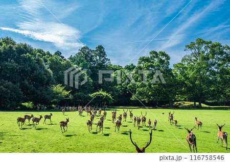 森に走りこむ鹿の群れ　奈良公園飛火野園地　 116758546