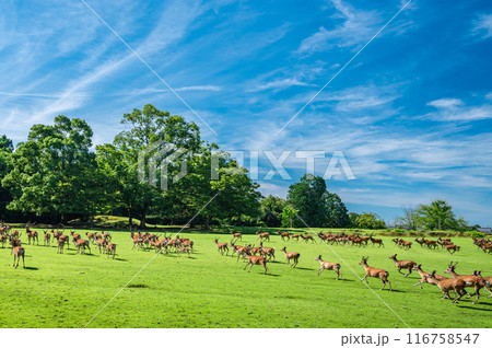 森に走りこむ鹿の群れ　奈良公園飛火野園地　 116758547
