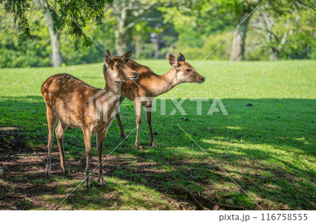 奈良公園の鹿 奈良公園の鹿 116758555