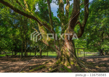 奈良公園の大木 116758565