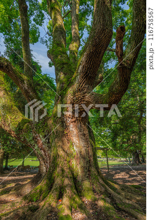 奈良公園の大木 奈良公園の大木 116758567