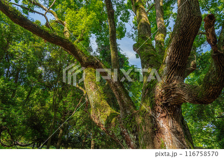 奈良公園の大木 116758570