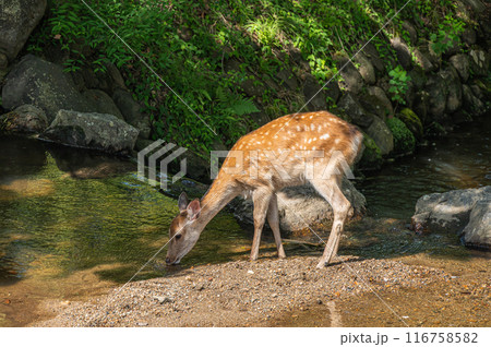小川の水を飲む鹿　 116758582