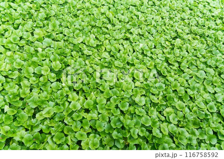 わさび畑の花と葉 116758592