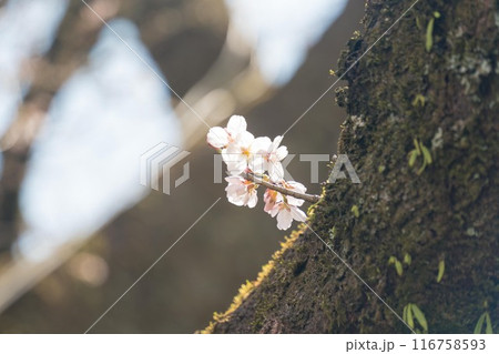 胴咲き桜 116758593