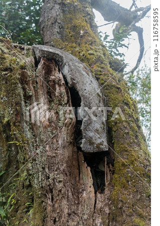 セメントによる樹木治療 116758595