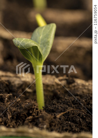 the first sprouts of pumpkin and watermelon in paper pots the first sprouts of pumpkin and watermelon in paper pots 116759054