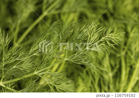 a large amount of green dill to add as spices 116759102