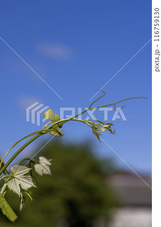 grape plantation with green leaves of grapes in summer 116759130