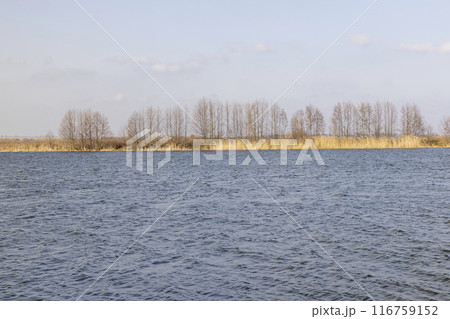 the lake and plants growing on the shore in the spring the lake and plants growing on the shore in the spring 116759152