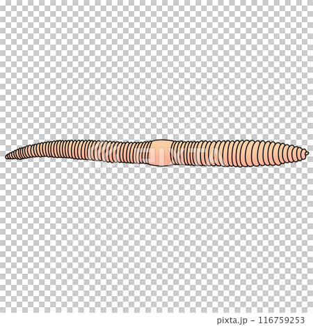 Earth Worm Illustration by hand drawn 116759253