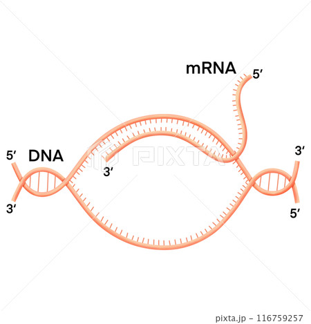Transcription. DNA directed synthesis of RNA Illustration. Transcription. DNA directed synthesis of RNA Illustration. 116759257