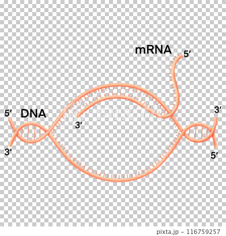 Transcription. DNA directed synthesis of RNA Illustration. Transcription. DNA directed synthesis of RNA Illustration. 116759257