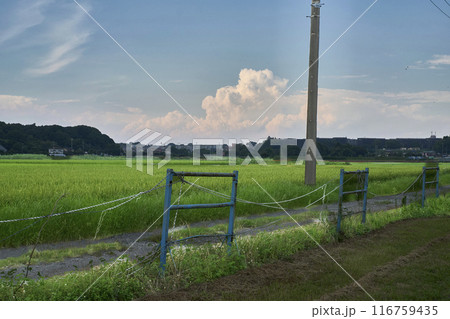 田んぼ道のある風景 116759435