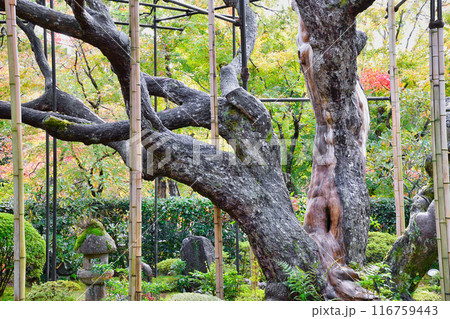 大原 宝泉院 秋の盤桓園と五葉の松(京都市左京区) 大原 宝泉院 秋の盤桓園と五葉の松(京都市左京区) 116759443