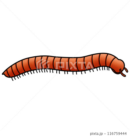 Millipede illustration by hand drawn on white background Millipede illustration by hand drawn on white background 116759444