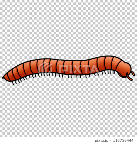 Millipede illustration by hand drawn on white background Millipede illustration by hand drawn on white background 116759444