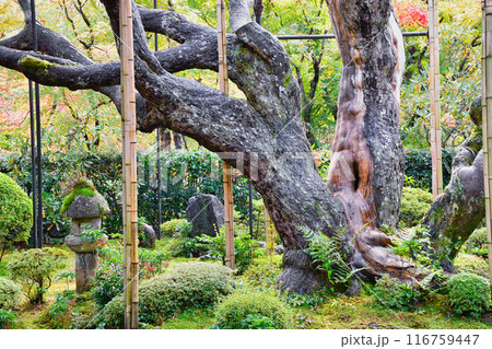 大原　宝泉院　秋の盤桓園と五葉の松（京都市左京区） 116759447
