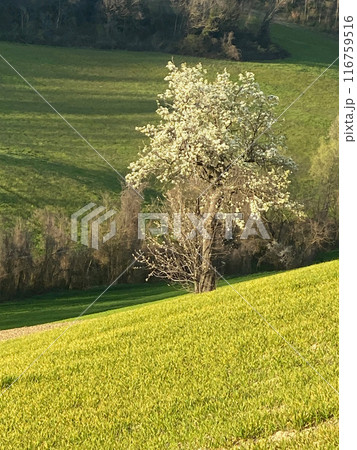 Blooming tree standing on rolling hills in springtime Blooming tree standing on rolling hills in springtime 116759516