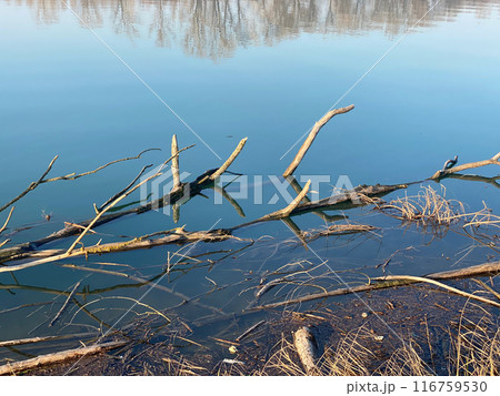 Driftwood reflecting in tranquil blue water 116759530