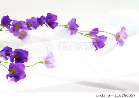 紫色の一重咲きトルコキキョウの花　白背景 116760057