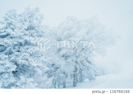 View of Snow monster in Winter day at Mount Zao, Yamagata prefecture, Japan. powder snow covered in frosty weather. Travel, Adventure and Vacation background View of Snow monster in Winter day at Mount Zao, Yamagata prefecture, Japan. powder snow covered in frosty weather. Travel, Adventure and Vacation background 116760188