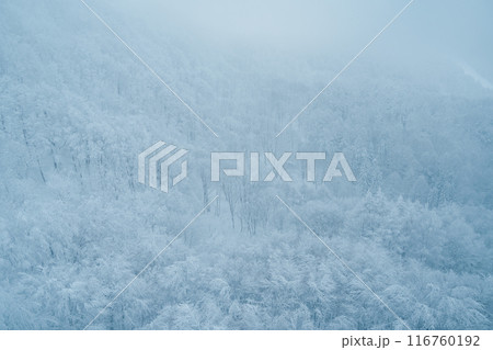 View of Snow monster in Winter day at Mount Zao ski resort, Yamagata prefecture, Japan. powder snow covered in frosty weather. Travel, Adventure and Vacation background View of Snow monster in Winter day at Mount Zao ski resort, Yamagata prefecture, Japan. powder snow covered in frosty weather. Travel, Adventure and Vacation background 116760192