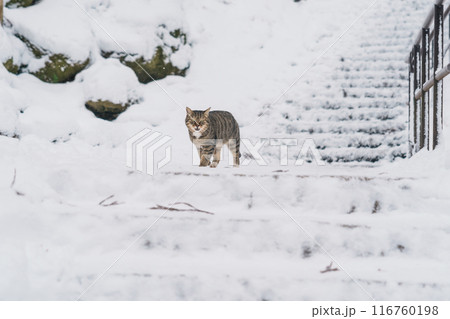 A Cute cat walking on snow in winter from Yamadera temple, the popular name for the Buddhist temple of Risshakuji located in Yamagata City, in Yamagata Prefecture, Tohuku, Japan 116760198