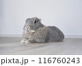 伏せている灰色のウサギ 116760243