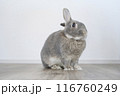 耳を立てて警戒しているうさぎ 116760249