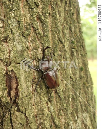 カブトムシ(オス) カブトムシ(オス) 116760481
