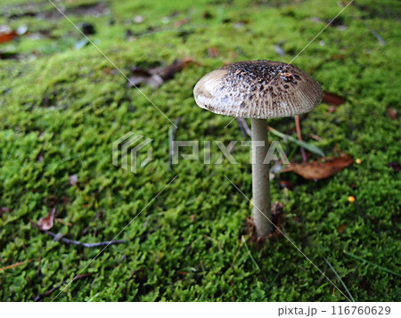 テングツルタケの生態写真 テングツルタケの生態写真 116760629