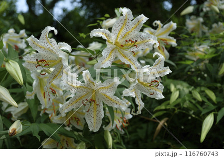 夏の里山に咲くヤマユリの花 116760743