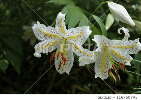 夏の里山に咲くヤマユリの花 夏の里山に咲くヤマユリの花 116760745
