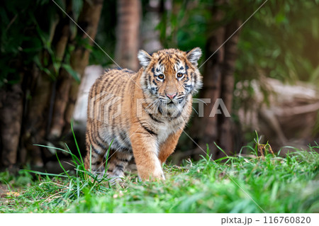Tiger cub in the wild. Wild cat in nature habitat Tiger cub in the wild. Wild cat in nature habitat 116760820