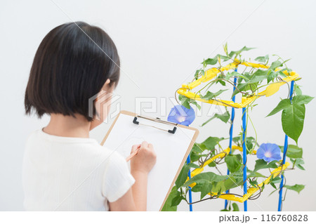 夏休みに朝顔を観察する小学生 夏休みに朝顔を観察する小学生 116760828
