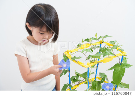 夏休みに朝顔を観察する小学生 116760847