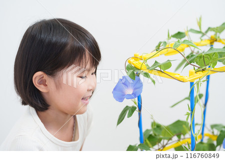 夏休みに朝顔を観察する小学生 夏休みに朝顔を観察する小学生 116760849