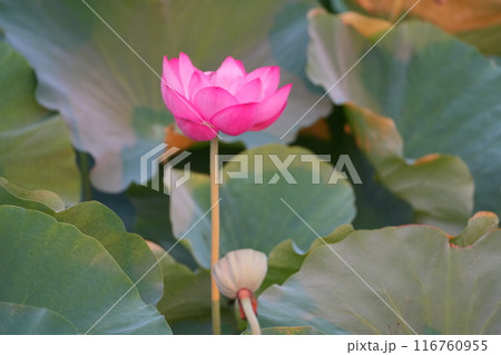 ハスの葉に囲われた花 116760955