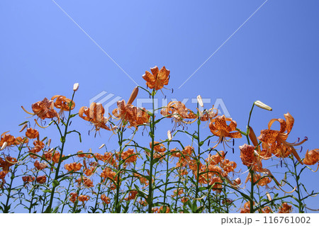 夏の里山に咲く鬼百合の花 116761002