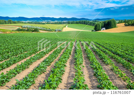 美瑛の丘に広がる大豆畑風景 美瑛の丘に広がる大豆畑風景 116761007