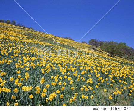 蓬莱山山頂（びわ湖バレイ）のスイセン群生する高原、五月の絶景 /滋賀県大津市木戸 116761076
