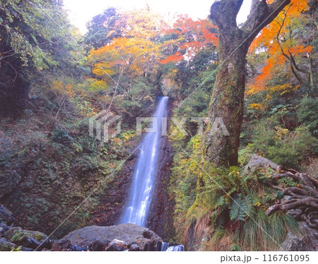 養老の滝と紅葉「日本の滝百選」「揖斐関ヶ原養老国定公園」「日本名水百選」/ 岐阜県養老郡養老町 養老の滝と紅葉「日本の滝百選」「揖斐関ヶ原養老国定公園」「日本名水百選」/ 岐阜県養老郡養老町 116761095