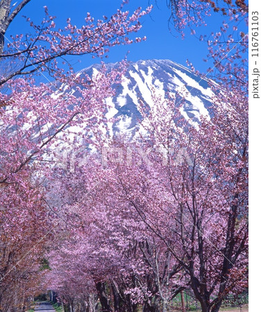 残雪の羊蹄山(蝦夷富士)と蝦夷彼岸桜(真狩神社参道より)「洞爺湖有珠山ジオパーク」 残雪の羊蹄山(蝦夷富士)と蝦夷彼岸桜(真狩神社参道より)「洞爺湖有珠山ジオパーク」 116761103