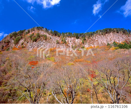 屏風岩の紅葉「国指定天然記念物」 /奈良県宇陀郡曽爾村長野 116761106