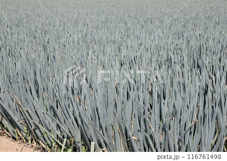 収穫間近の長ネギ畑 収穫間近の長ネギ畑 116761498