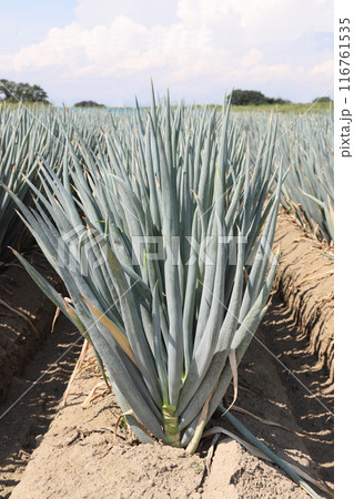 収穫間近の長ネギ畑 116761535