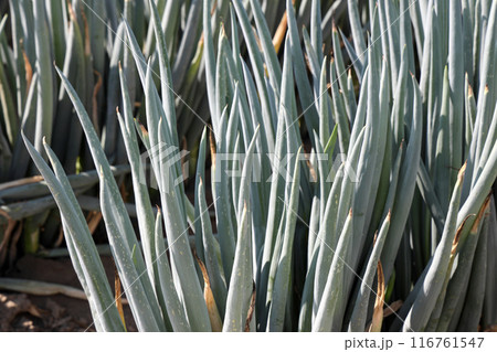 収穫間近の長ネギ畑 116761547